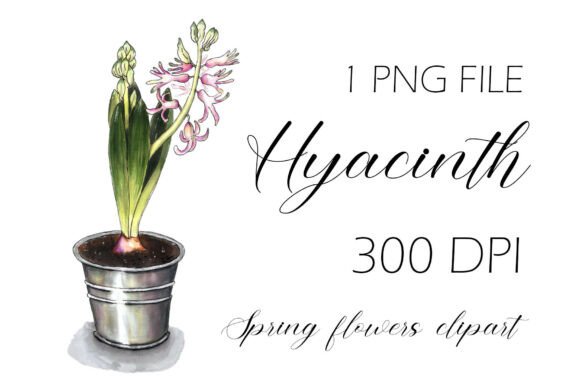 The Pink Hyacinth in Flower Pot: A Visual Anchor for Modern Spring Branding